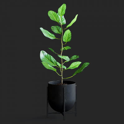 Ficus Plant Ficus Plant