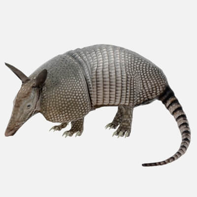 Armadillo Dasypus Novemcinctus