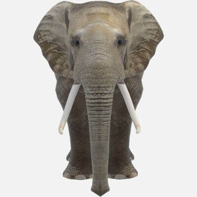 African Elephant 3D Model