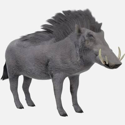 Warthog (Phacochoerus Africanus) 3D Model