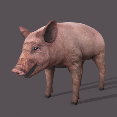 Dirty Pig Animal 3D Model