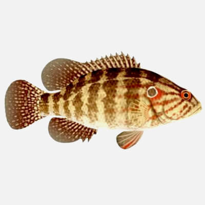 Oriental Perch Fish