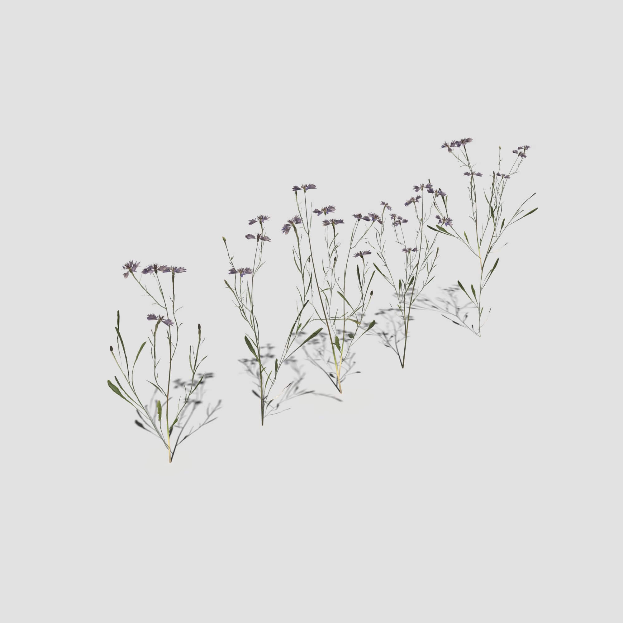 Cornflower Pack 3D Model