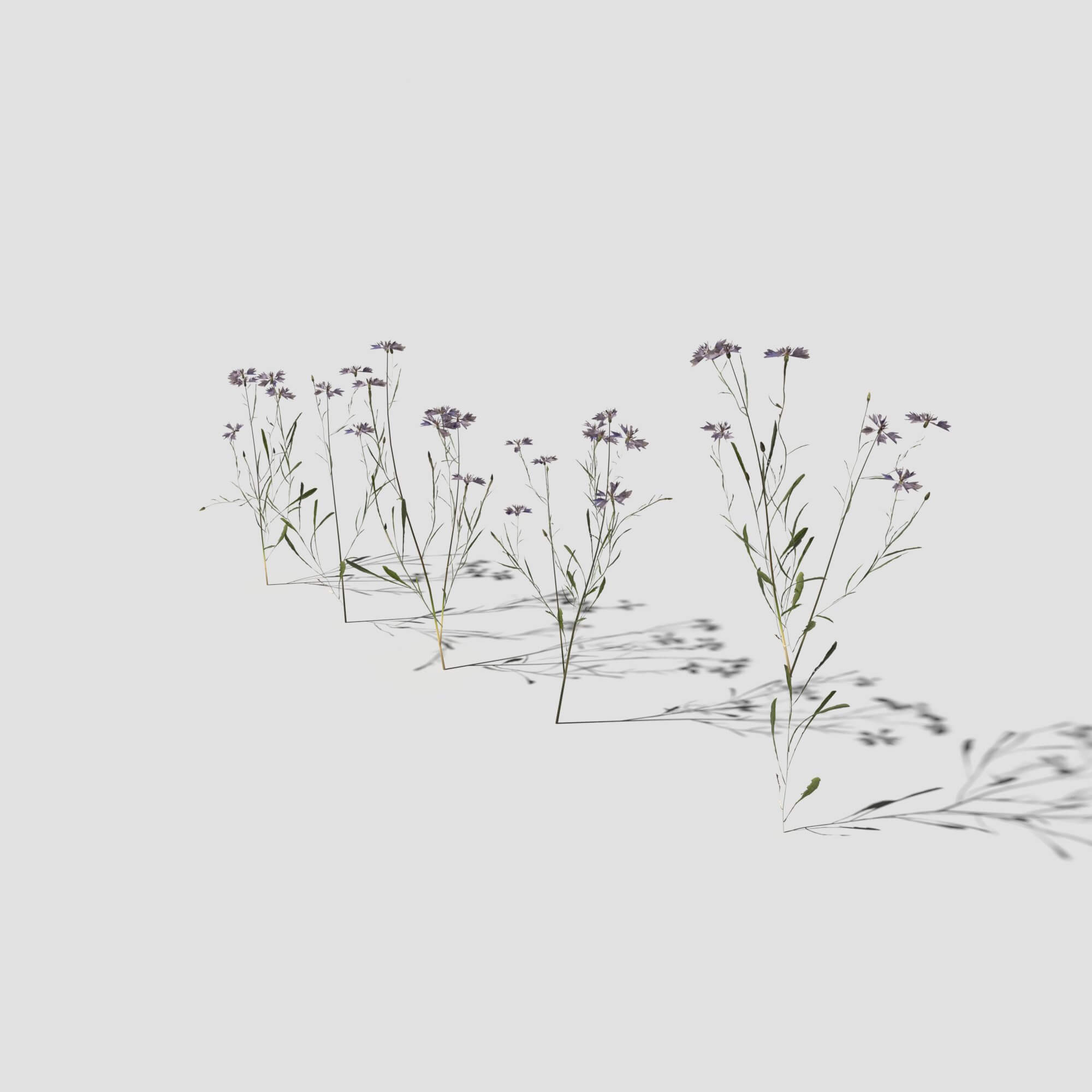 Cornflower Pack 3D Model