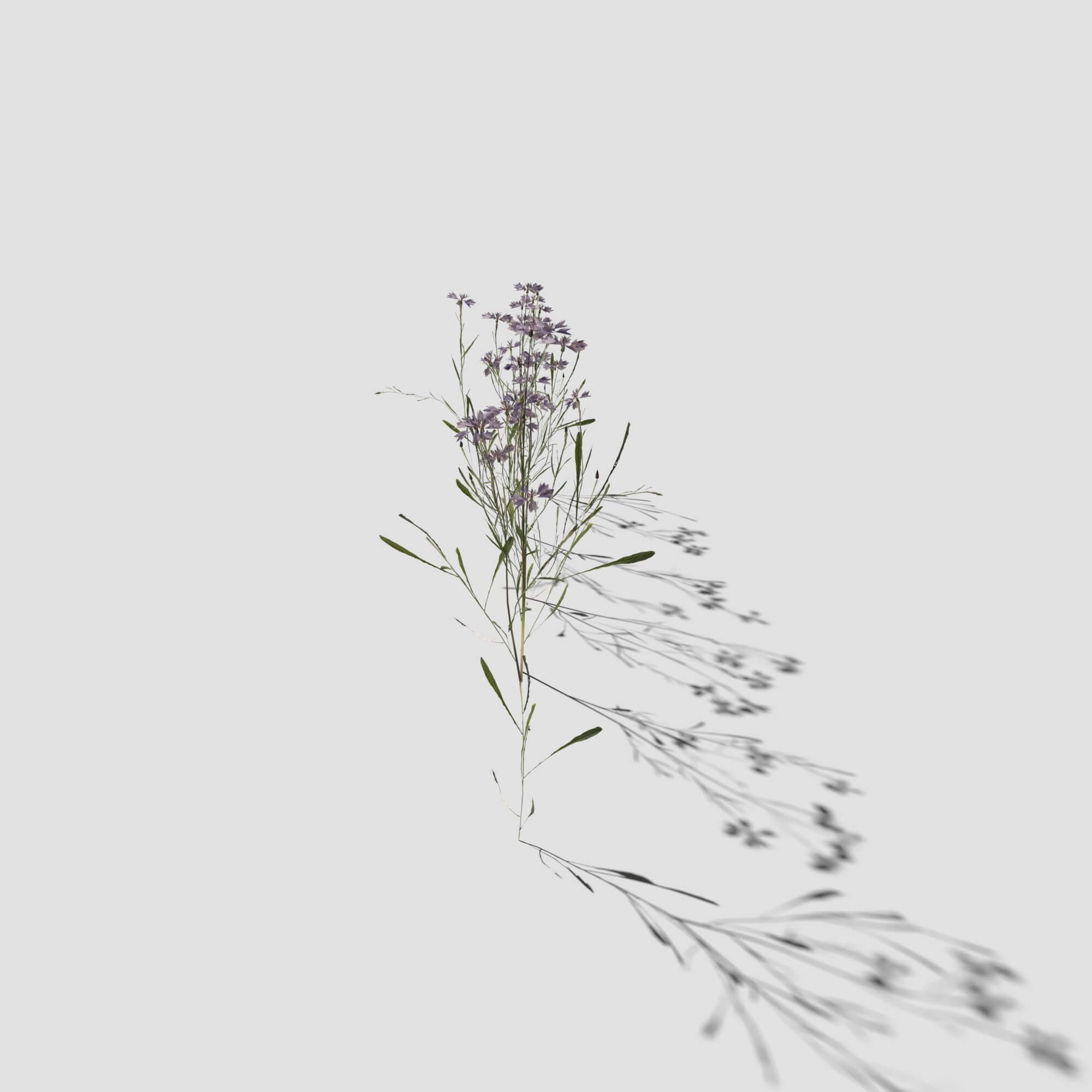 Cornflower Pack 3D Model