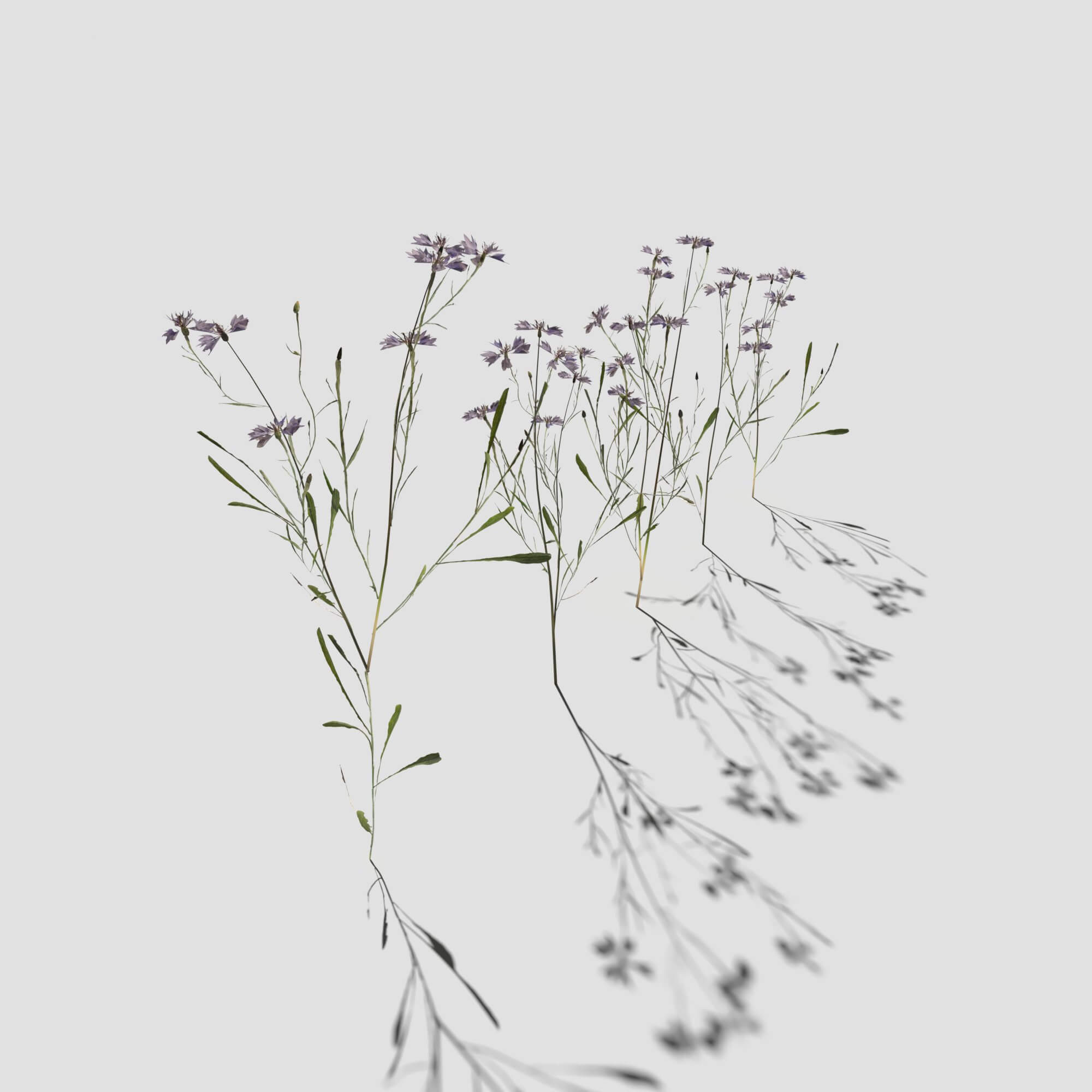 Cornflower Pack 3D Model