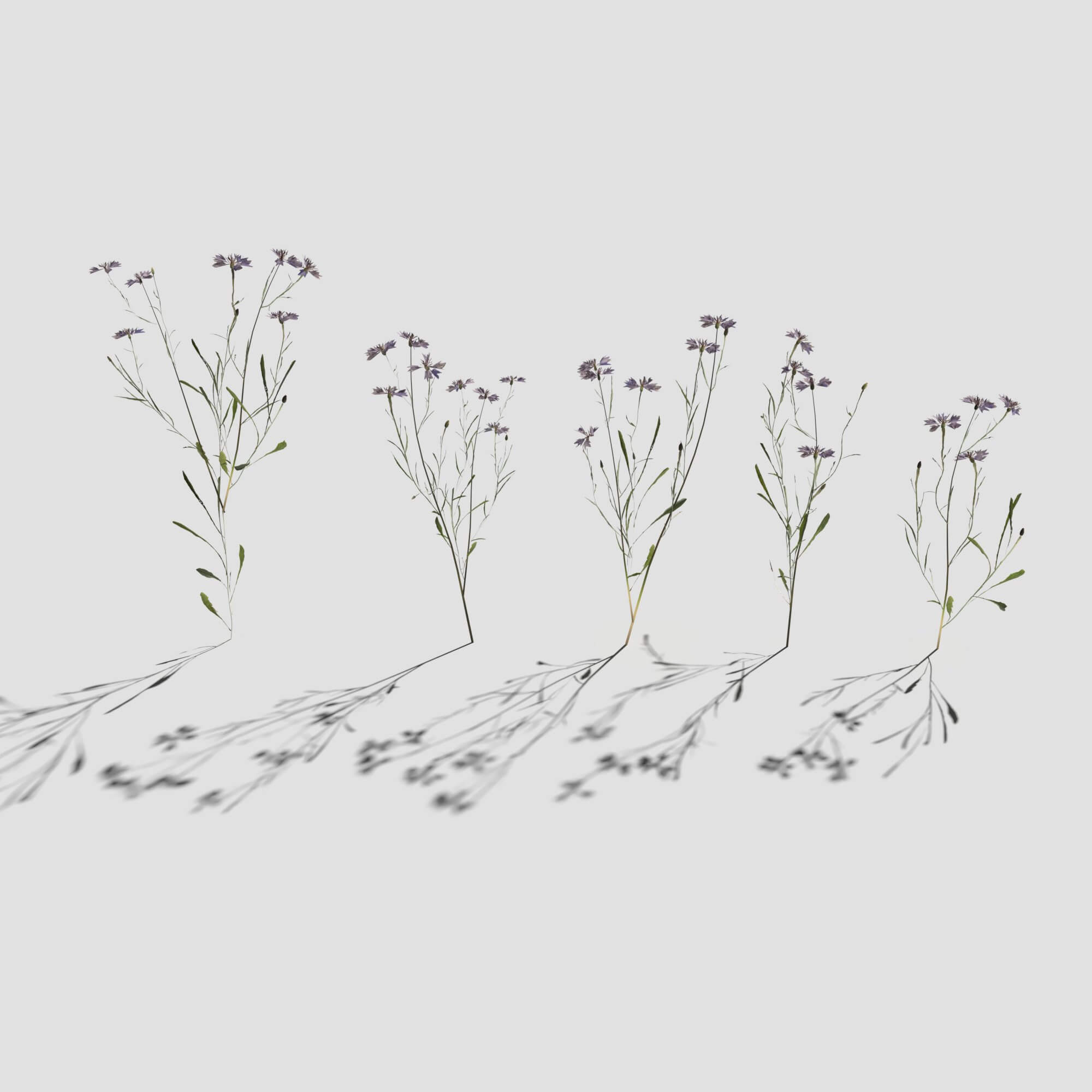 Cornflower Pack 3D Model