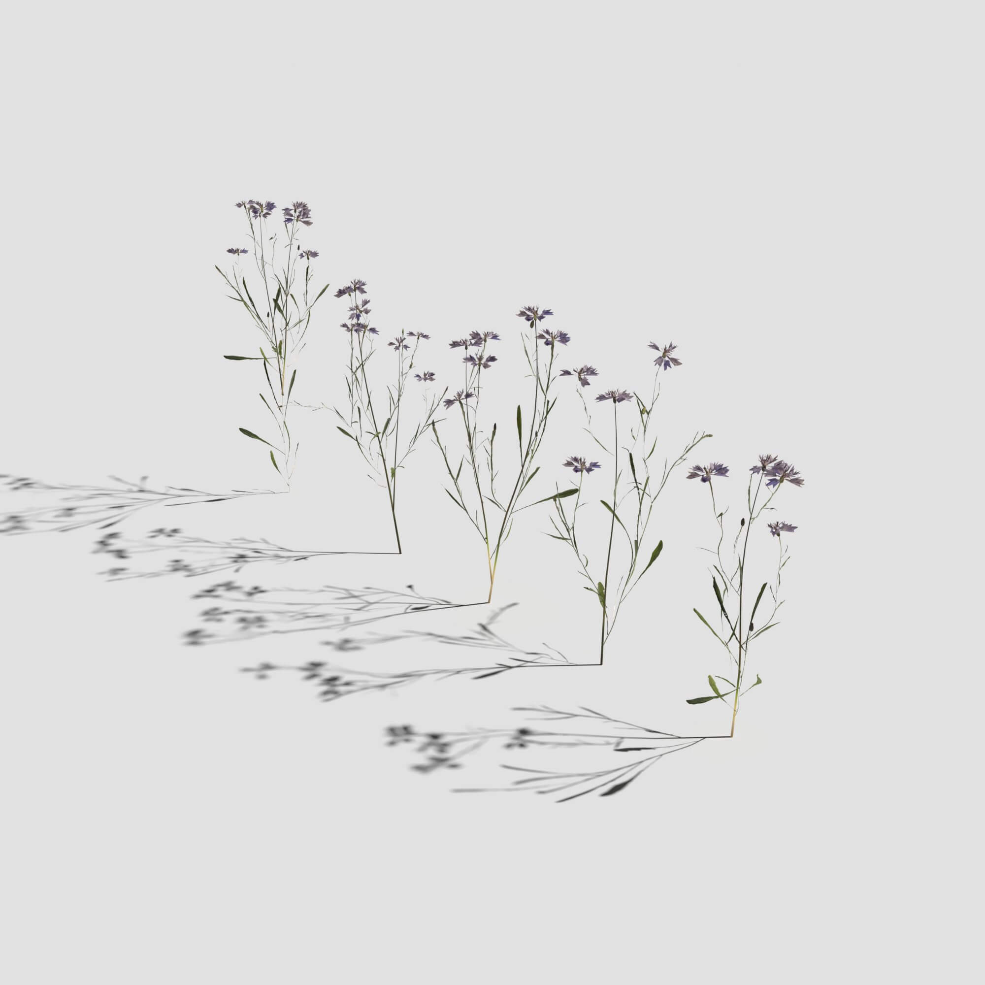 Cornflower Pack 3D Model