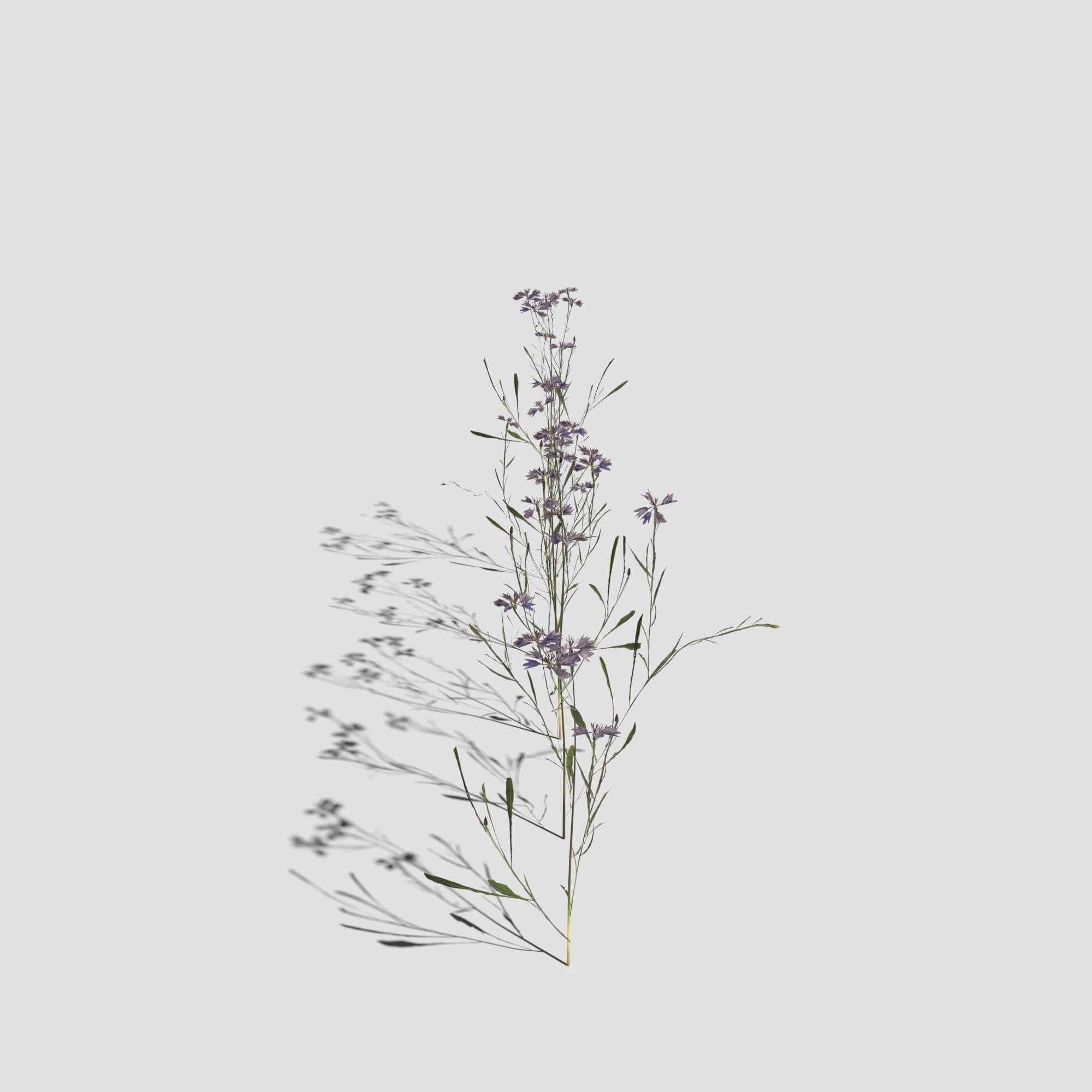 Cornflower Pack 3D Model