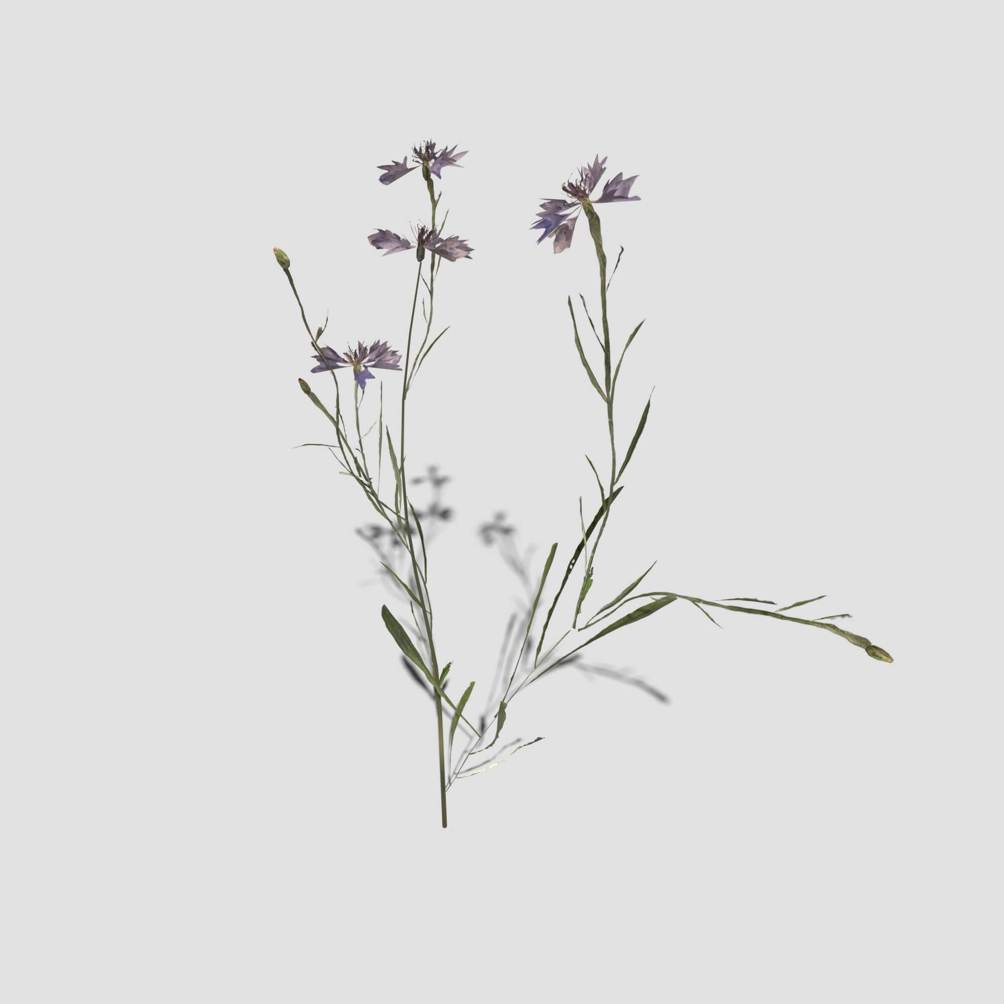 Cornflower Pack 3D Model