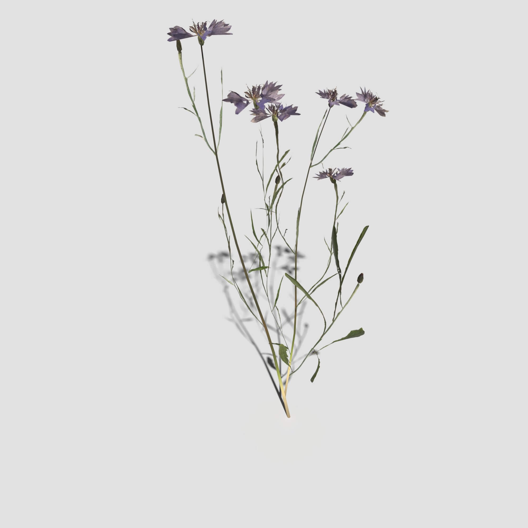 Cornflower Pack 3D Model