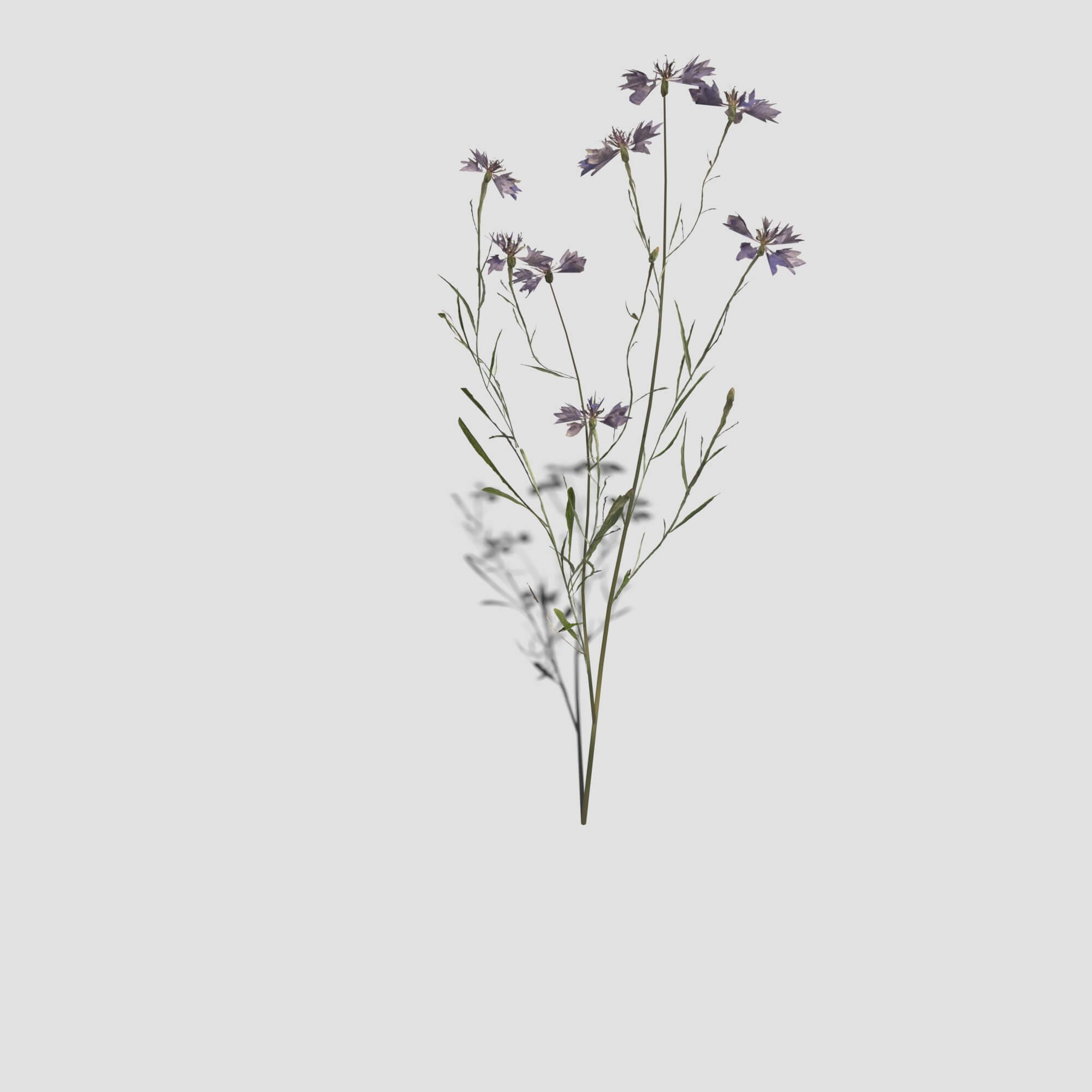 Cornflower Pack 3D Model