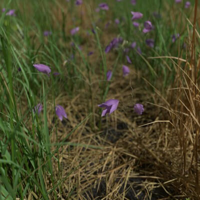 Meadowbell Pack