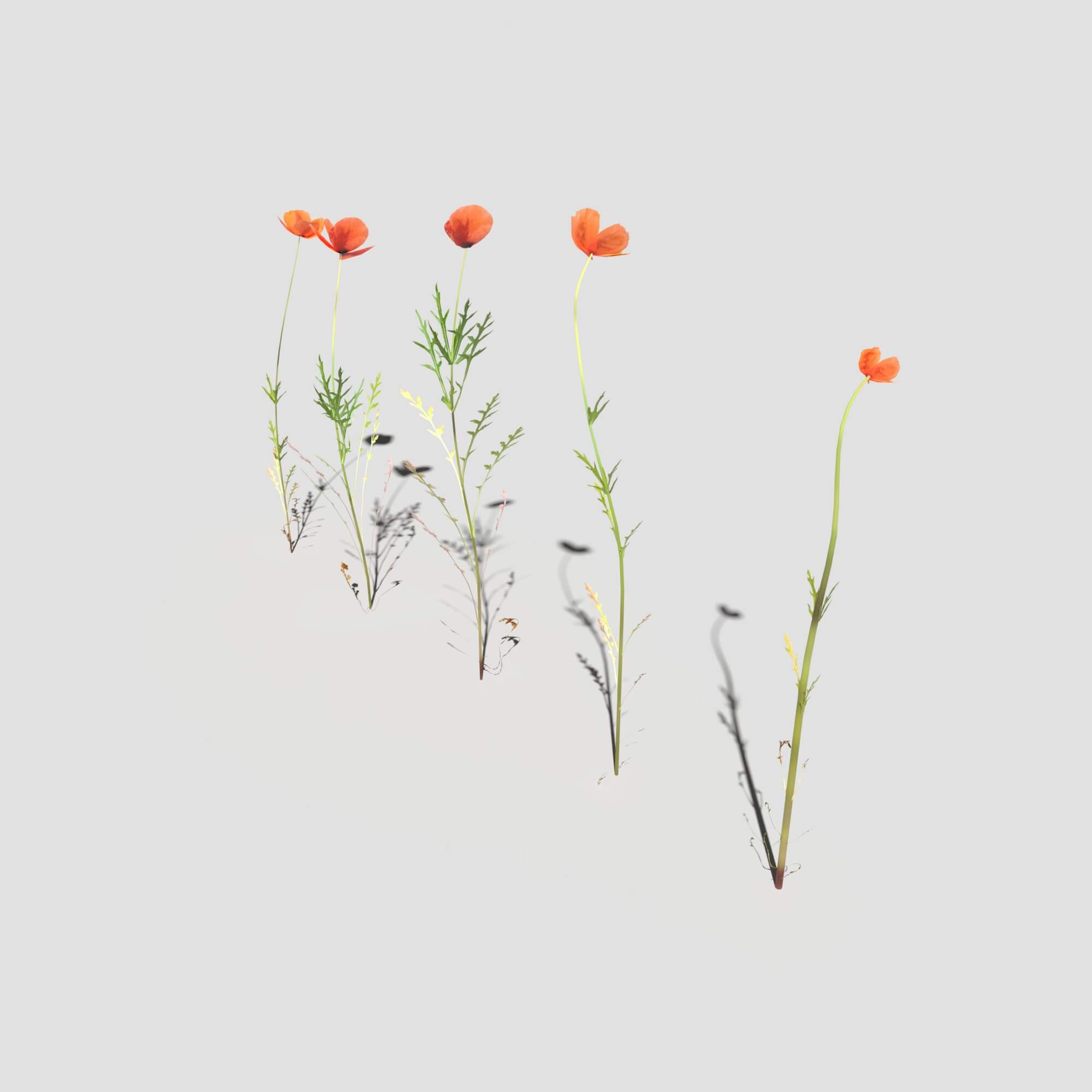 Poppy Pack 3D Model