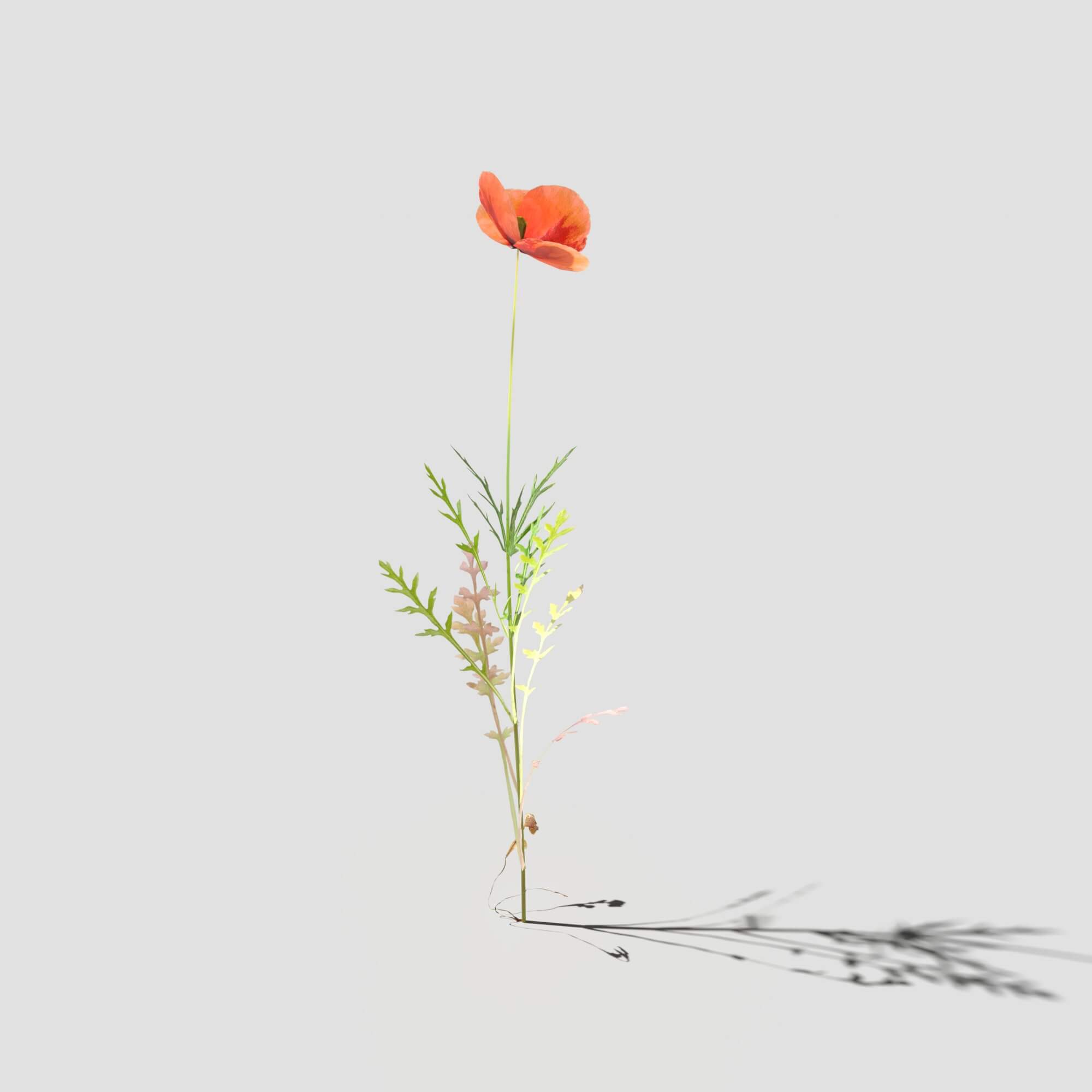 Poppy Pack 3D Model