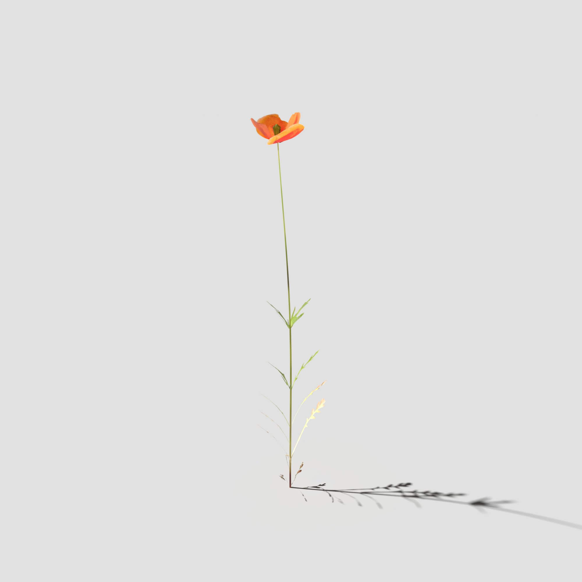 Poppy Pack 3D Model