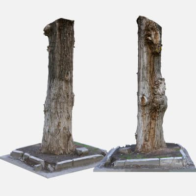 Tree Trunk Scan