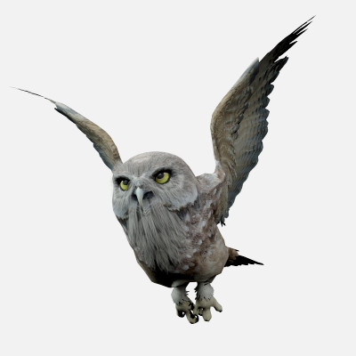 Owl 3D Model