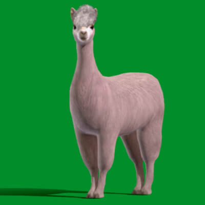 Llama Domesticated Animal 3D Model