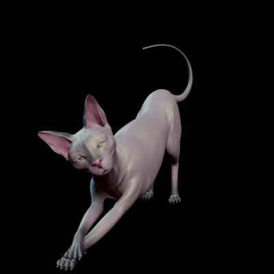 Sphynx Cat 3D Model