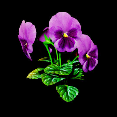 Violet Flower 3D Model