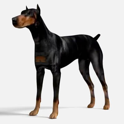 Doberman Dog