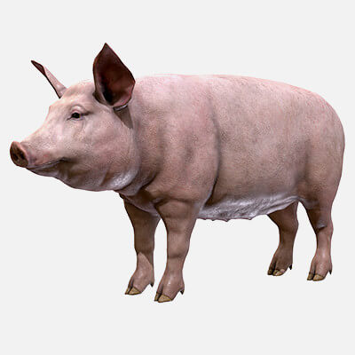 Pig Female 3D Model