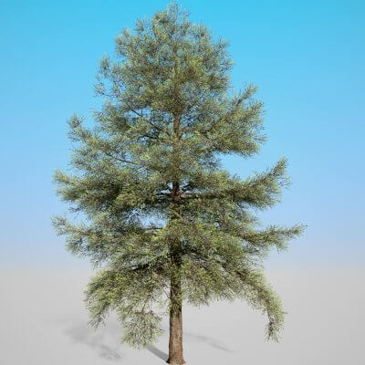 Conifer Tree 001