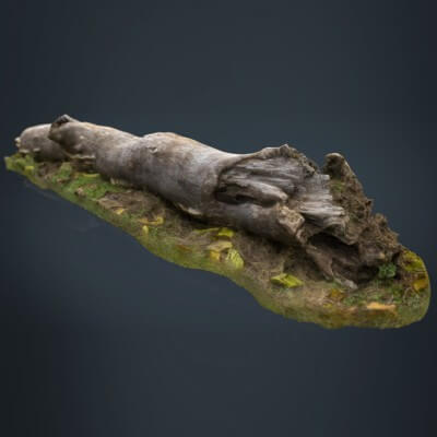 Dead Trunk 3D Model