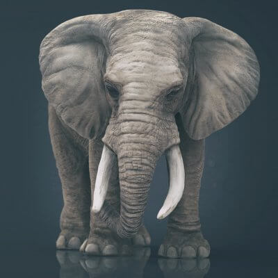 Elephant 3D Model