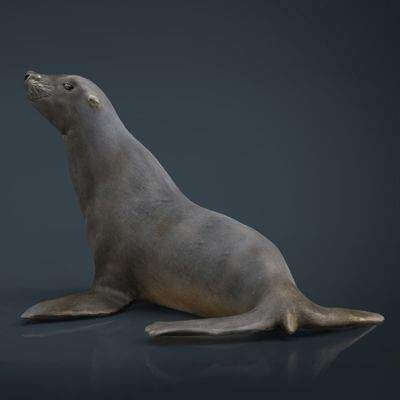 Seal 3D Model