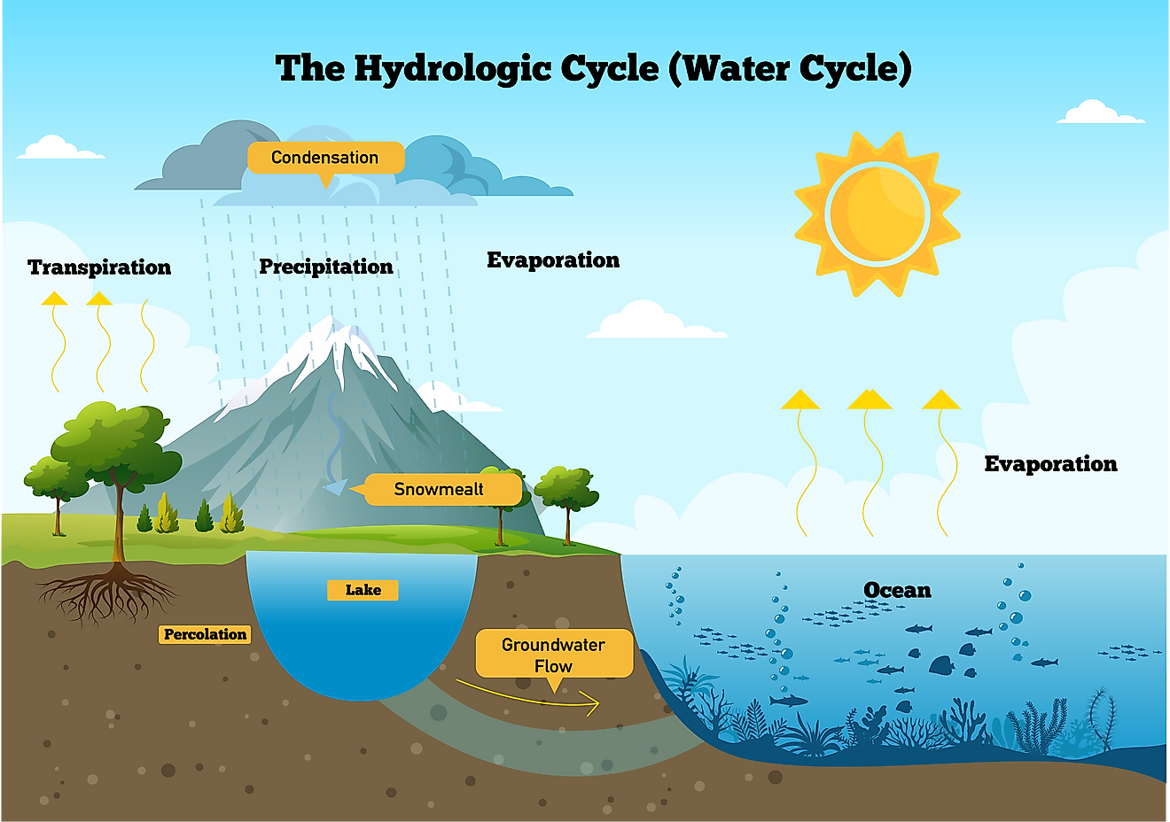 The water cycle.