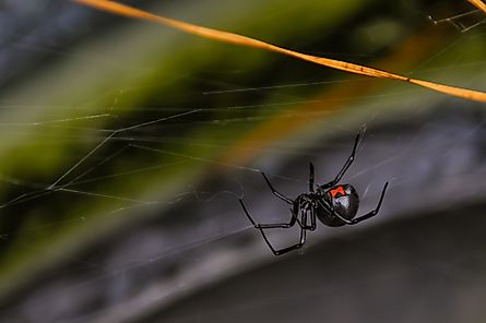 Black widow spider.