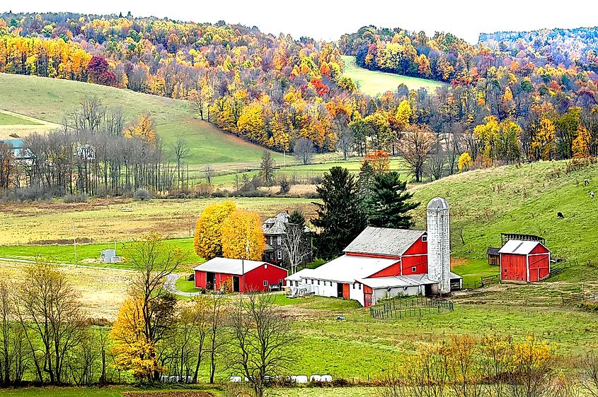 Amish lifestyle and farmhouse scenic without electrical wires in and around Sugarcreek and Millersburg, Ohio.