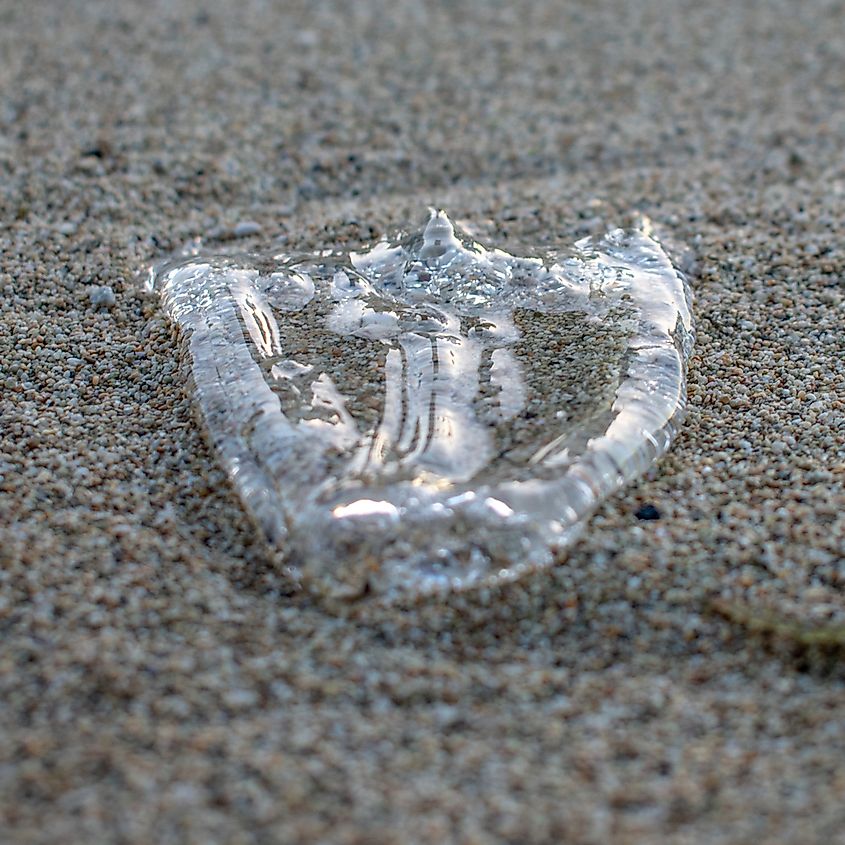 The scientific name of the Irukandji jellyfish is Carukia barnesi