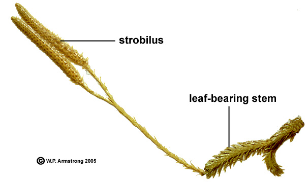 Pteridophyte Photos