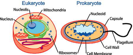 prokaryote-千图网