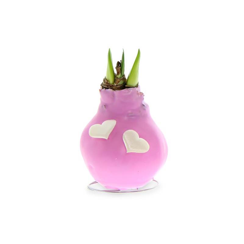 Amaryllis Love Bulb (pink)