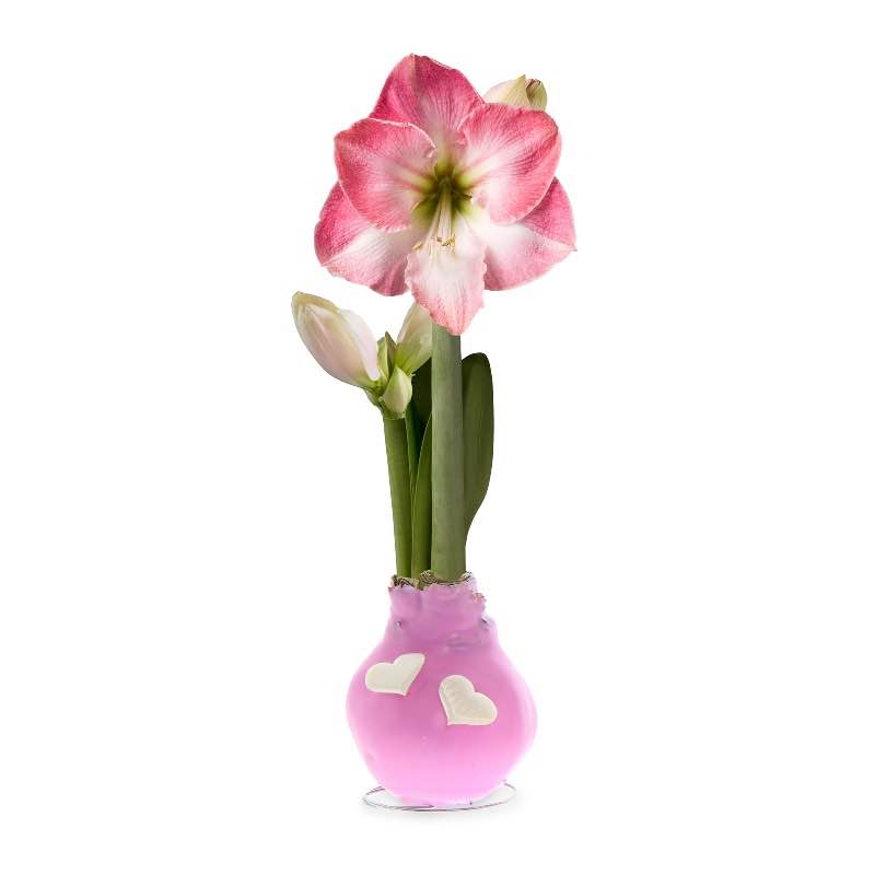 Amaryllis Love Bulb (pink)