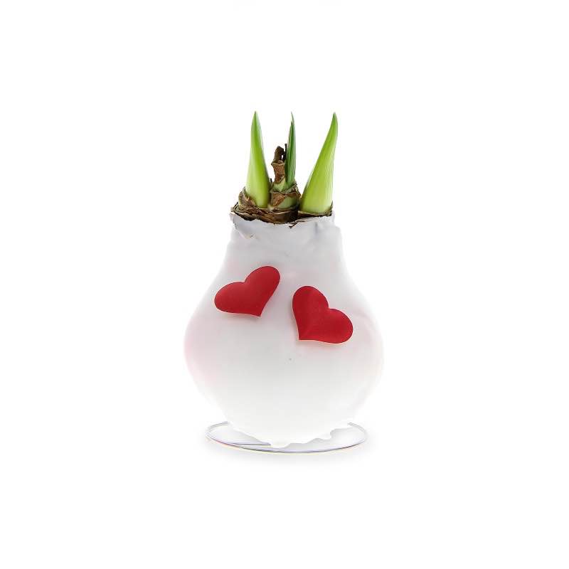 Amaryllis Love Bulb (white)