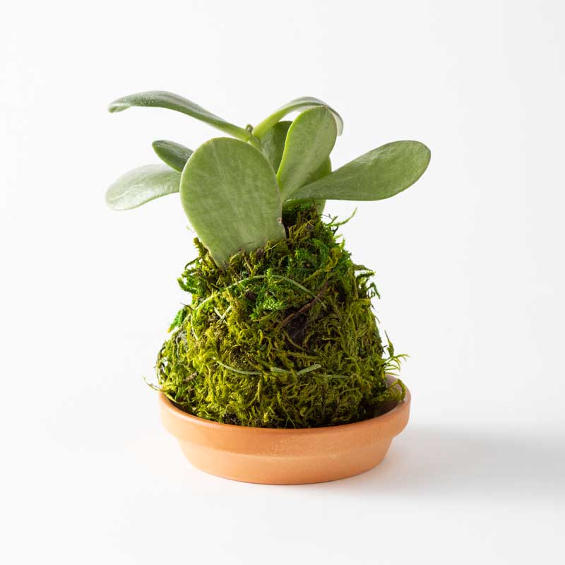 Mini Plant Kokedama Moss Ball Trio, Set of 3