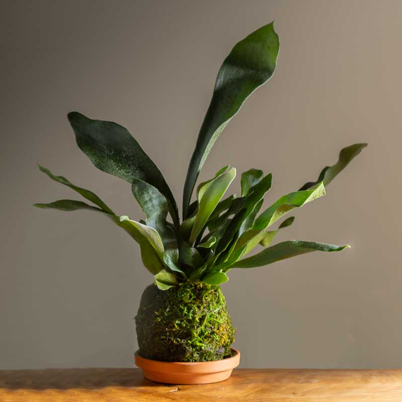 Staghorn Fern Kokedama Ball with Saucer