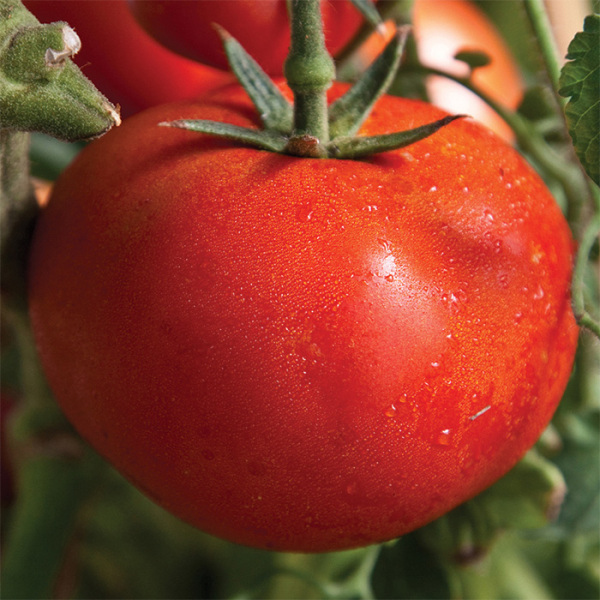 Tomato Plants