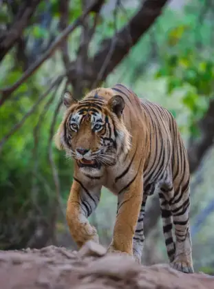 tiger image