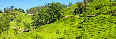 Munnar, Kerala