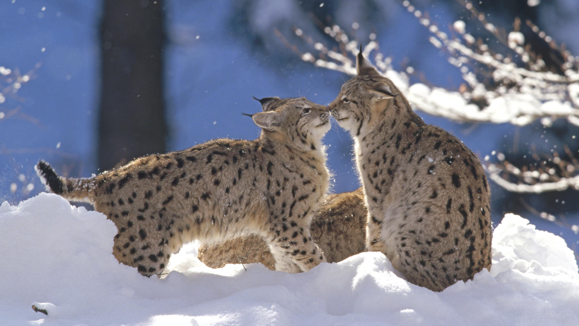 Baby Lynx In Snow - HD Wallpaper 