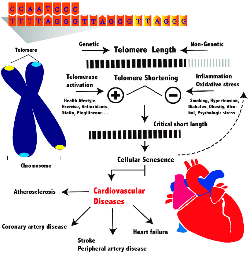 Thai Hypertension Society :: สมาคมความดันโลหิตสูงแห่งประเทศไทย