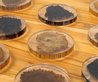 Petrified Wood Coasters