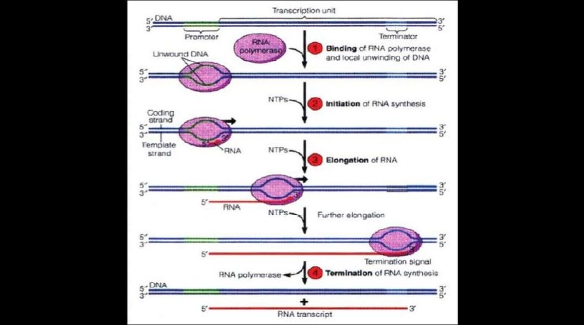 Rna Polymerase In Prokaryotes