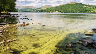 An algal bloom in Windermere caused by the discharge of sewage into the lake